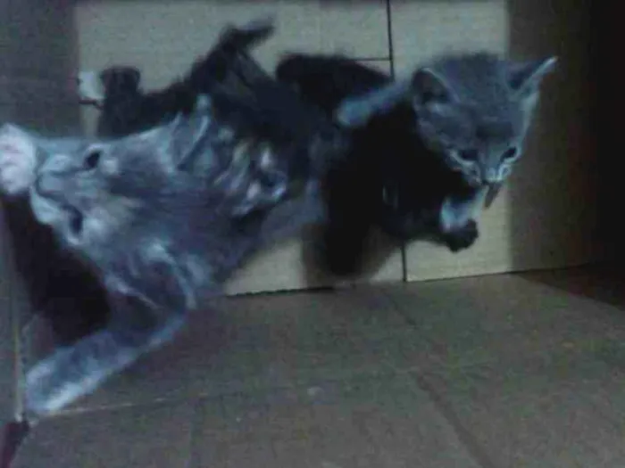 Gato raça Comun idade 7 a 11 meses nome Vários