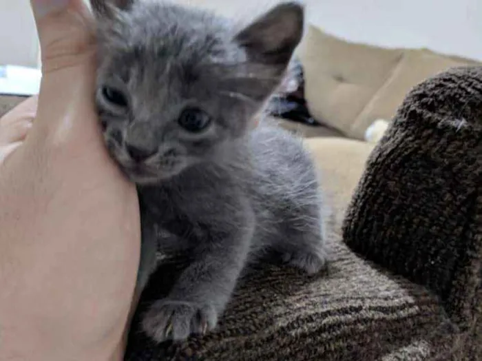 Gato raça Comun idade 7 a 11 meses nome Vários