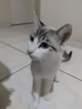 Vários