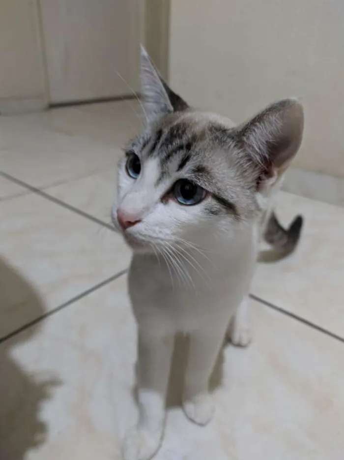 Gato raça Comun idade 7 a 11 meses nome Vários