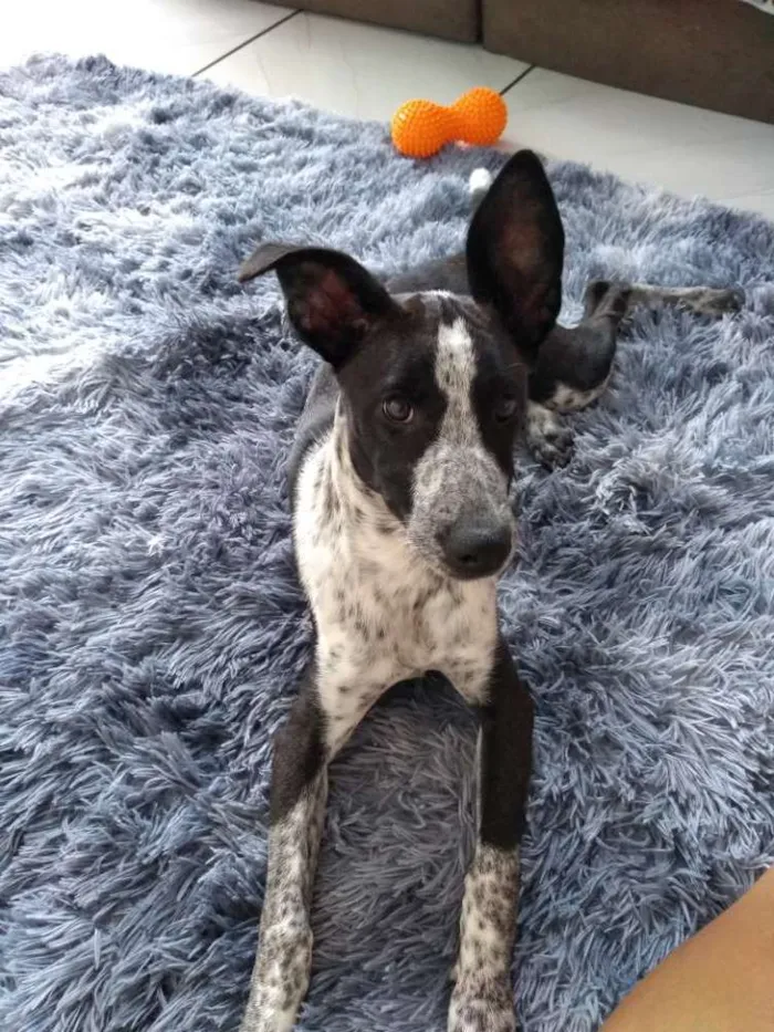 Cachorro ra a SRD idade 2 a 6 meses nome Tatá