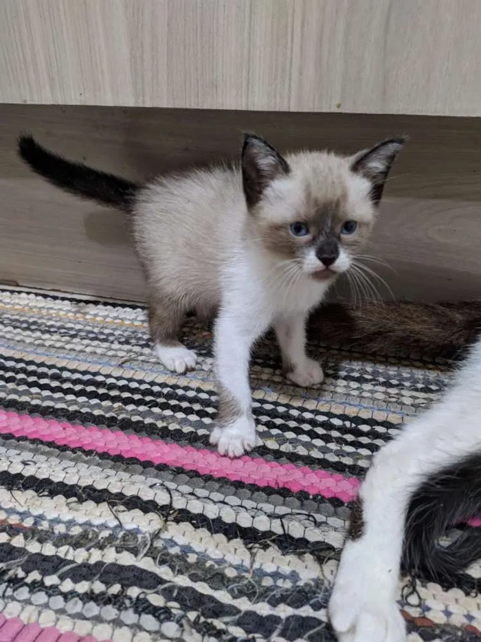 Gato raça Comun idade 7 a 11 meses nome Vários