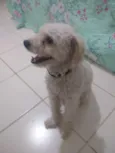 Patrique