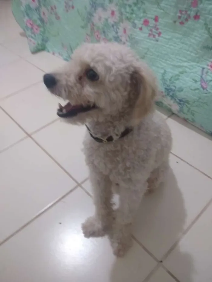 Cachorro ra a Poodle idade 7 a 11 meses nome Patrique