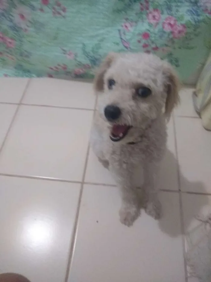 Cachorro ra a Poodle idade 7 a 11 meses nome Patrique