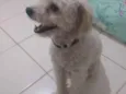 Patrique