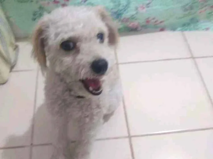 Cachorro ra a Poodle idade 7 a 11 meses nome Patrique