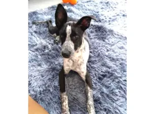 Cachorro raça SRD idade 2 a 6 meses nome Tatá
