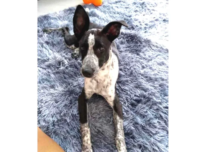 Cachorro ra a SRD idade 2 a 6 meses nome Tatá