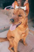 Bibi Poderosa