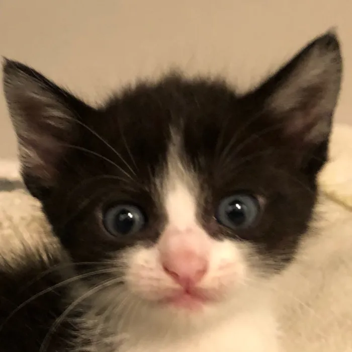 Gato ra a SRD idade 2 a 6 meses nome Sem nome