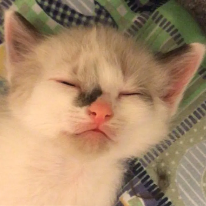Gato ra a SRD idade 2 a 6 meses nome Sem nome