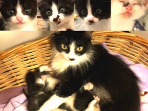 Gato raça SRD idade 2 a 6 meses nome Sem nome