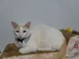 Nicolas