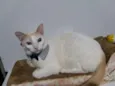 Nicolas