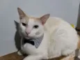 Nicolas