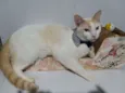 Nicolas