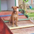 Pipo