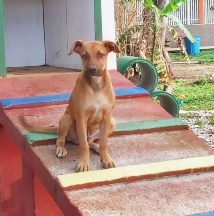 Cachorro ra a srd idade 2 a 6 meses nome Pipo