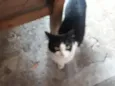 Não tem