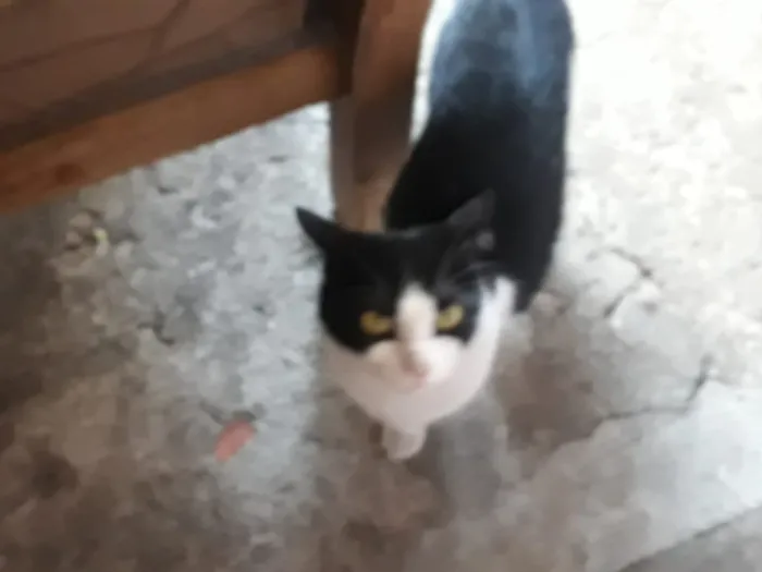 Gato ra a  idade  nome Não tem
