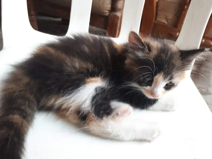 Gato ra a  idade  nome Não tem