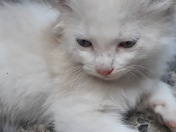 Gato ra a  idade  nome Não tem