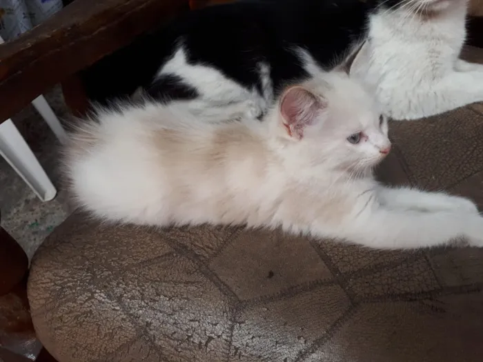 Gato ra a  idade  nome Não tem