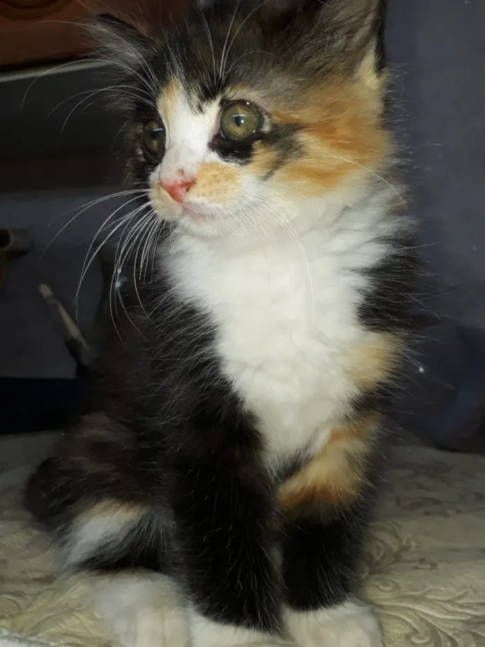 Gato ra a  idade  nome Não tem