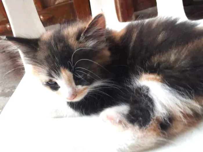 Gato ra a  idade  nome Não tem