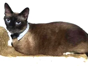 Gato raça SRD idade 2 anos nome Dimitry