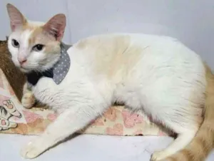 Gato raça  idade 1 ano nome Nicolas