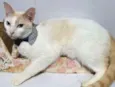 Nicolas