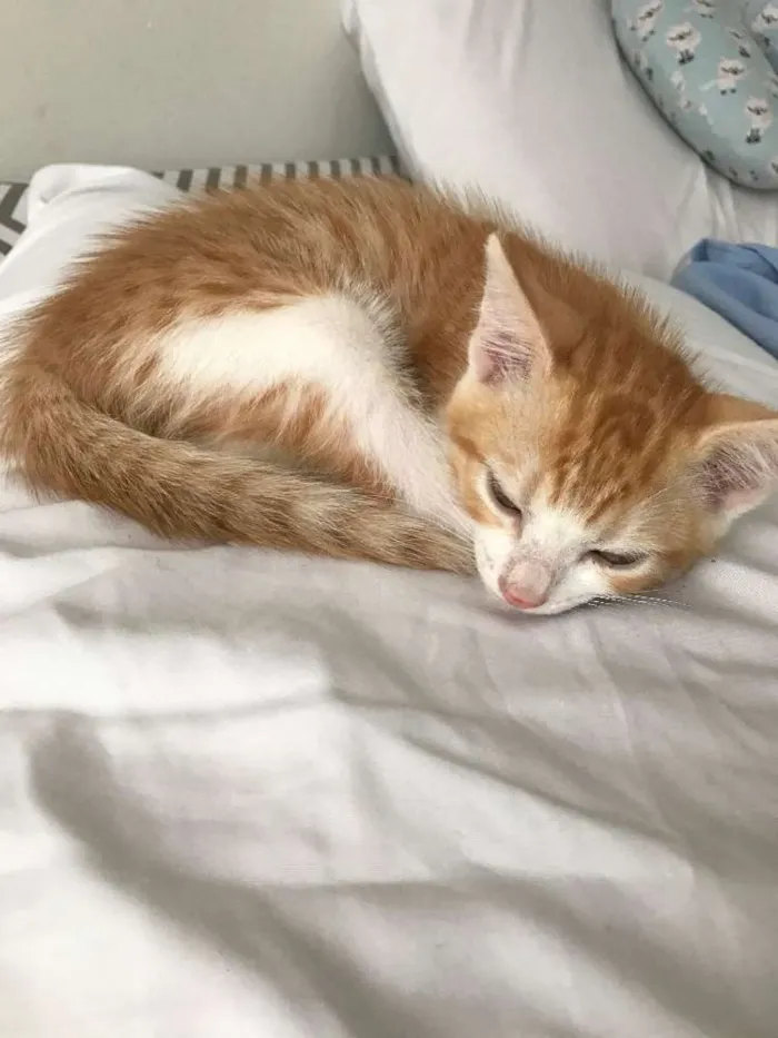 Gato ra a não definida  idade Abaixo de 2 meses nome vênus