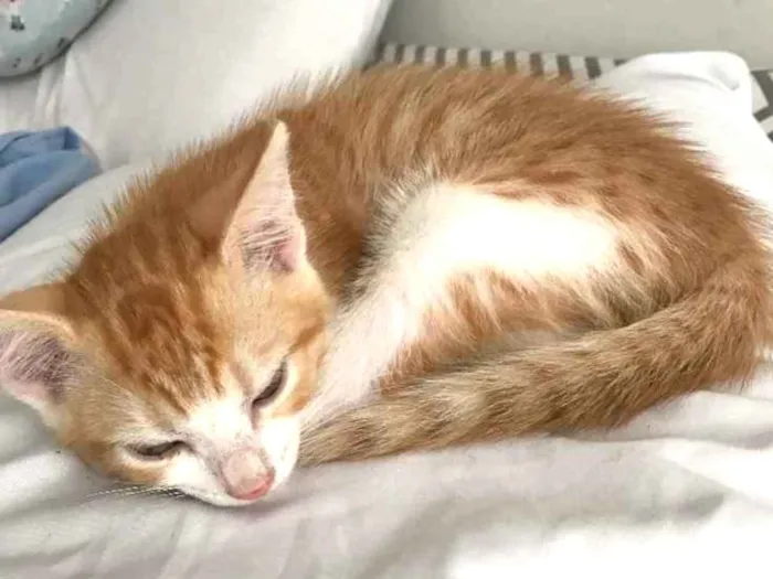 Gato ra a não definida  idade Abaixo de 2 meses nome vênus