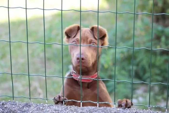 Cachorro ra a Sharpei c SRD idade 7 a 11 meses nome Cacau