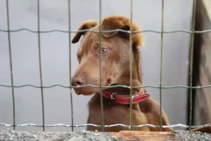 Cachorro ra a Sharpei c SRD idade 7 a 11 meses nome Cacau