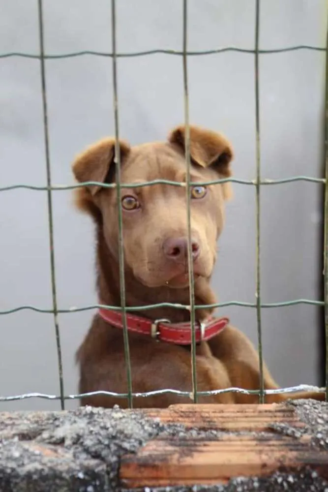 Cachorro ra a Sharpei c SRD idade 7 a 11 meses nome Cacau
