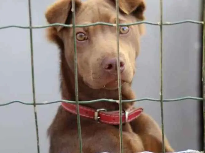 Cachorro ra a Sharpei c SRD idade 7 a 11 meses nome Cacau