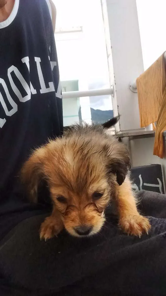 Cachorro ra a Mistura de viralata e de raça idade Abaixo de 2 meses nome Brown