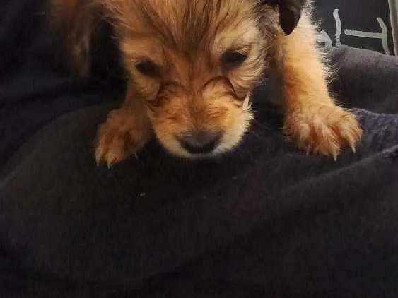 Cachorro ra a Mistura de viralata e de raça idade Abaixo de 2 meses nome Brown