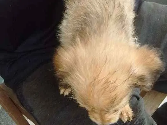 Cachorro ra a Mistura de viralata e de raça idade Abaixo de 2 meses nome Brown