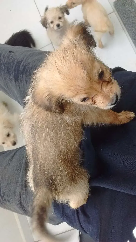 Cachorro ra a Mistura de viralata e de raça idade Abaixo de 2 meses nome Brown