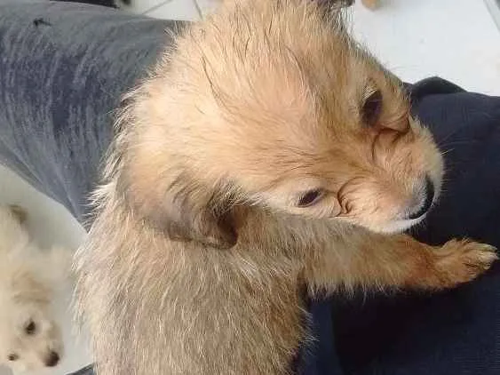Cachorro ra a Mistura de viralata e de raça idade Abaixo de 2 meses nome Brown
