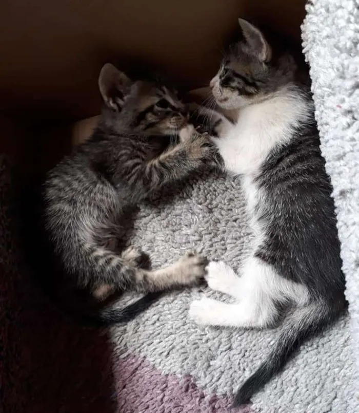 Gato ra a SRD idade Abaixo de 2 meses nome Sem nome