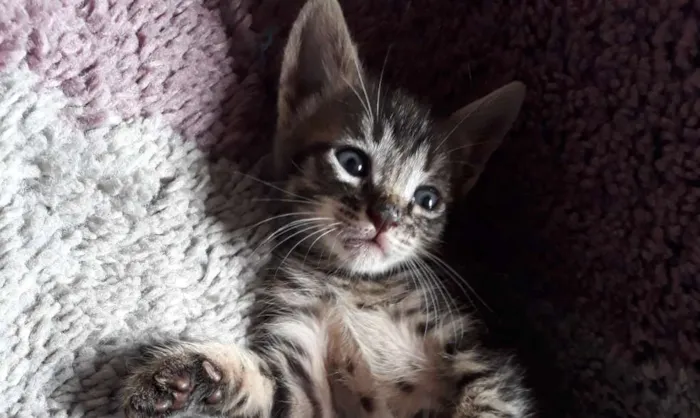 Gato ra a SRD idade Abaixo de 2 meses nome Sem nome