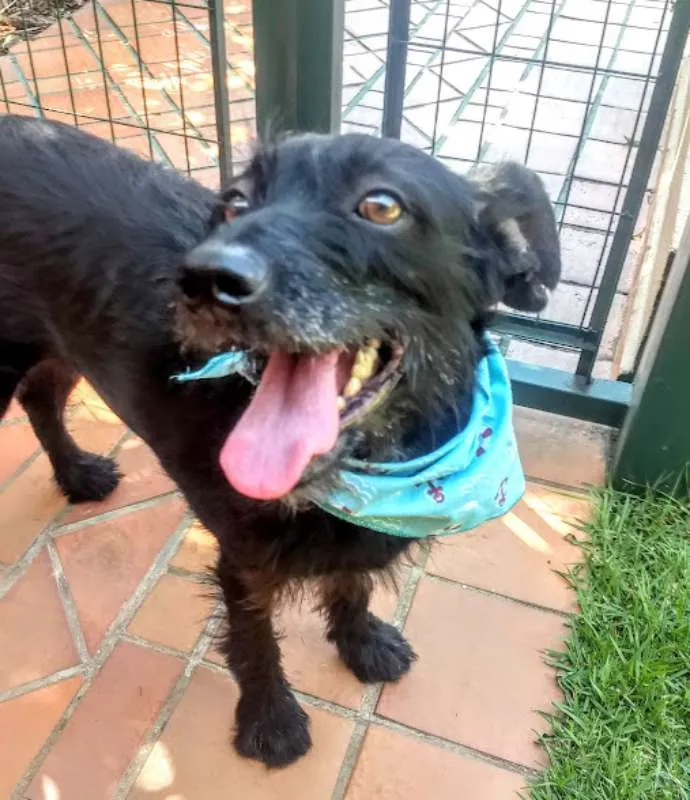 Cachorro ra a SRD idade 1 ano nome BIDU