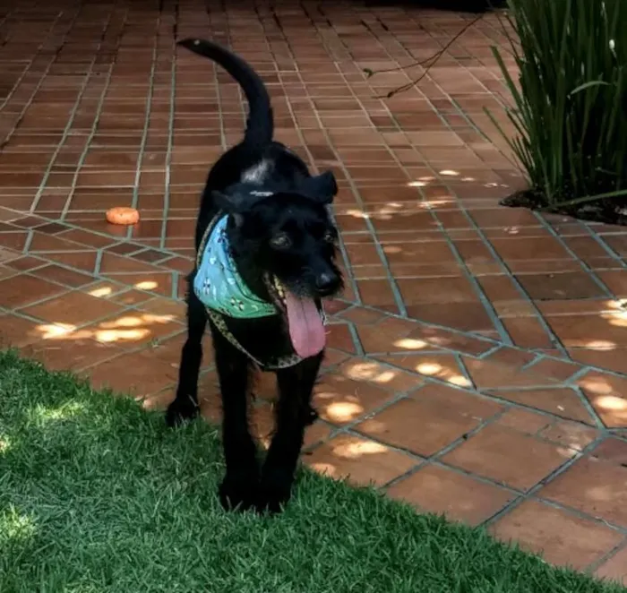 Cachorro ra a SRD idade 1 ano nome BIDU