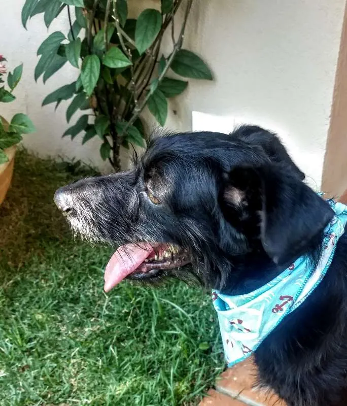 Cachorro ra a SRD idade 1 ano nome BIDU