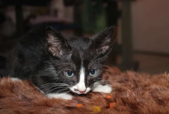 Gato raça Misturado idade Abaixo de 2 meses nome Ainda sem nome